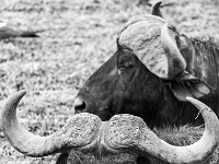 Rezerwat w Chobe (Botswana)